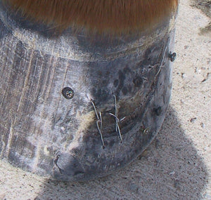 Hoof Repair - Stitching and Gluing Hole in Hoof