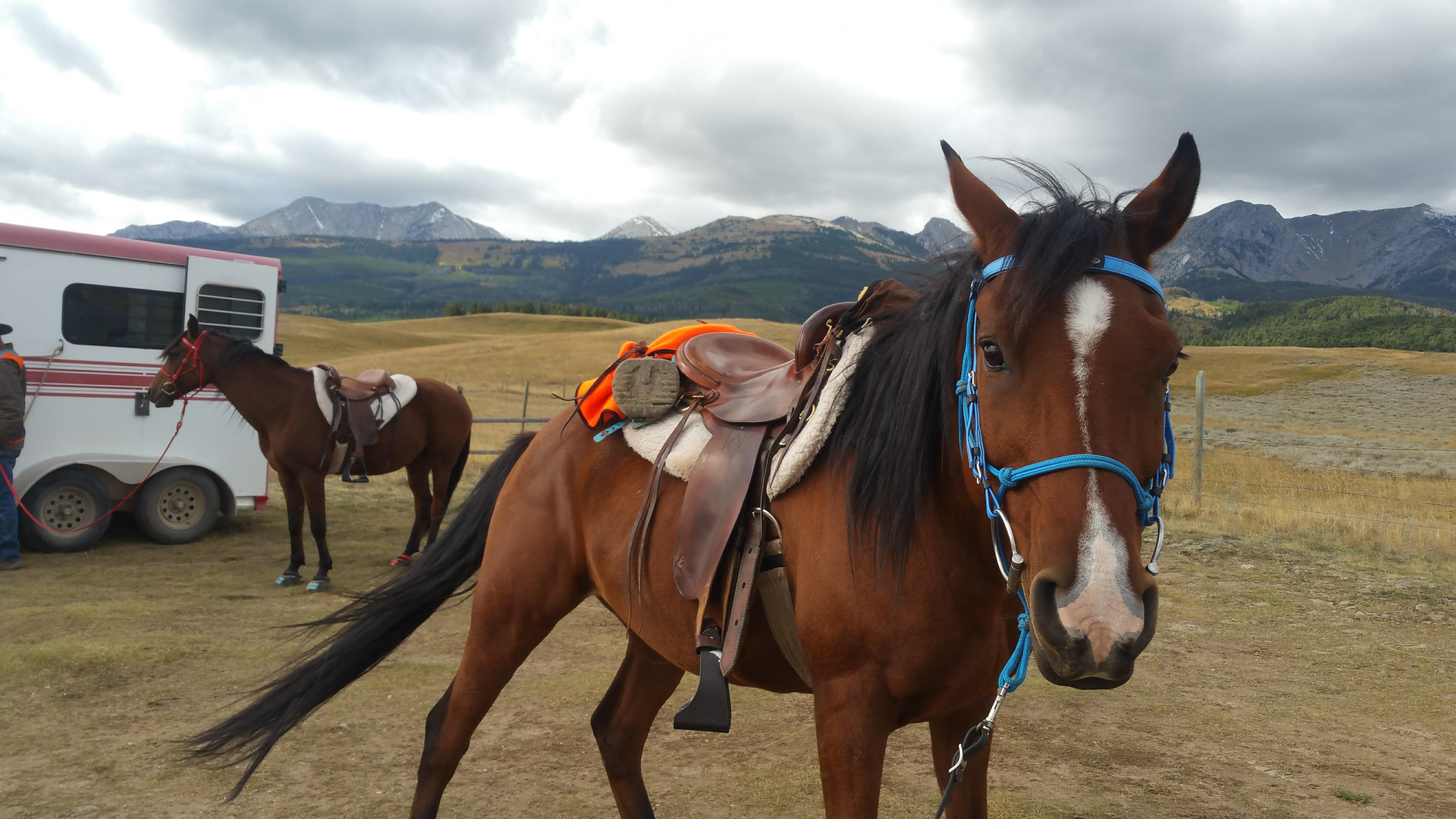 Boots to stop hot sale horses pulling shoes off