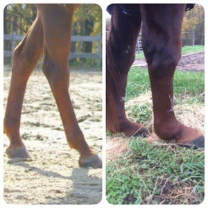 Helping DSLD Horses with Hoof Boots