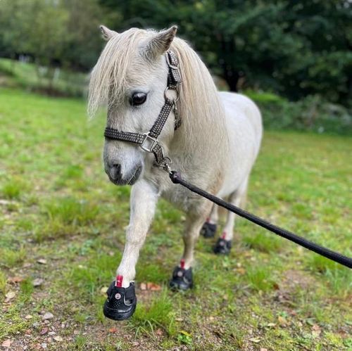 Fitting and Trial Program - Equine Fusion