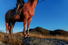 Equine Fusion Trailblazer - SINGLE