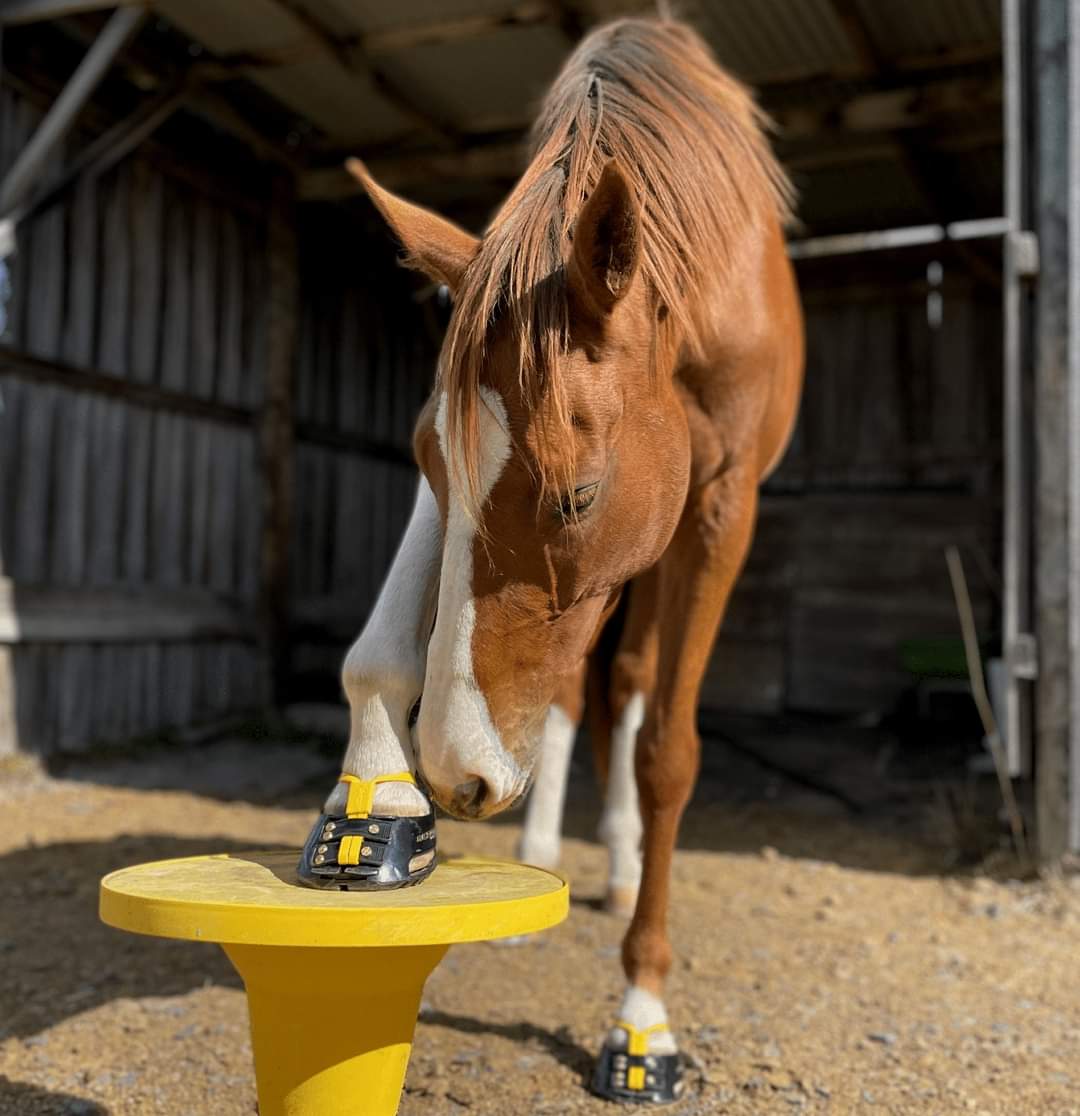 Scoot Boot Mud Straps PAIR Timberline Tack + Scoot Boot Adventures!