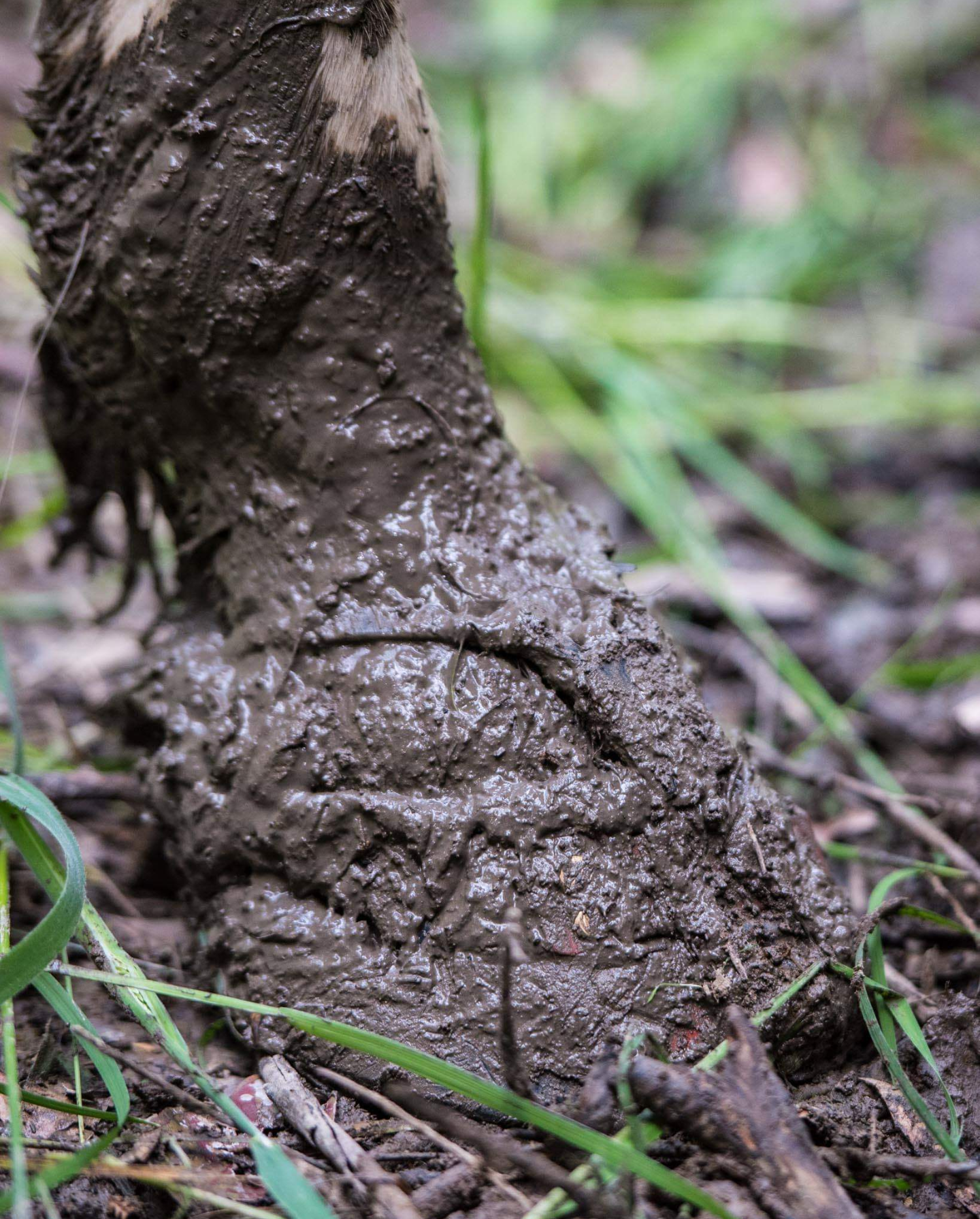 Alle slags fjerkræ uheldigvis Scoot Boot Mud Straps - PAIR – Timberline Tack + Scoot Boot Adventures!